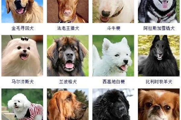 女娃娃名字大全，精美名字一网打尽