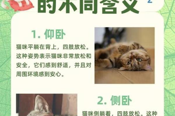 梦到猫的含义与解读：它可能预示着什么
