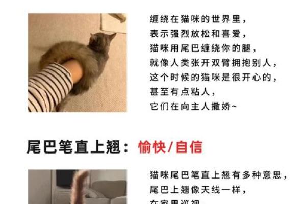 梦到猫的含义与解读：它可能预示着什么