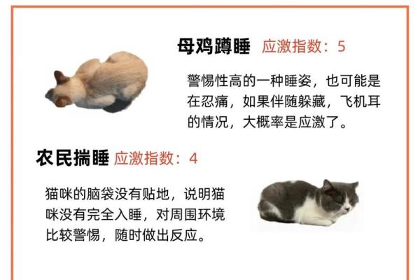 梦见猫的象征意义：探索梦境中的猫咪暗示