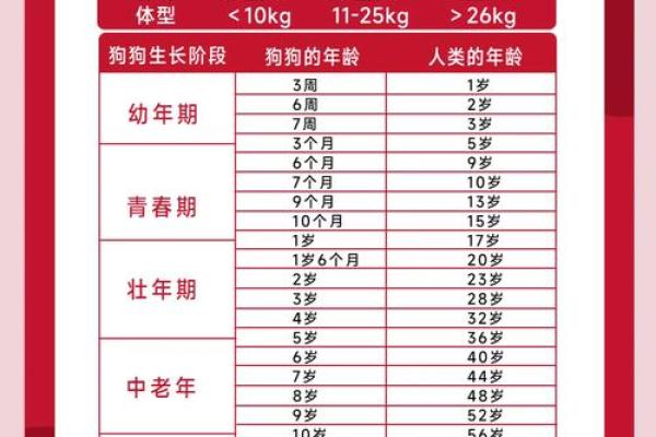 探索狗年出生者的八字命理特点