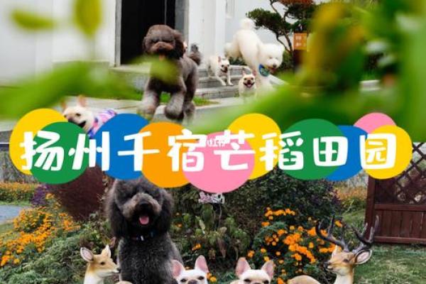扬州风情宝宝名字精选
