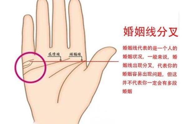 一掌在手，运势全知：手相解析大全宝典
