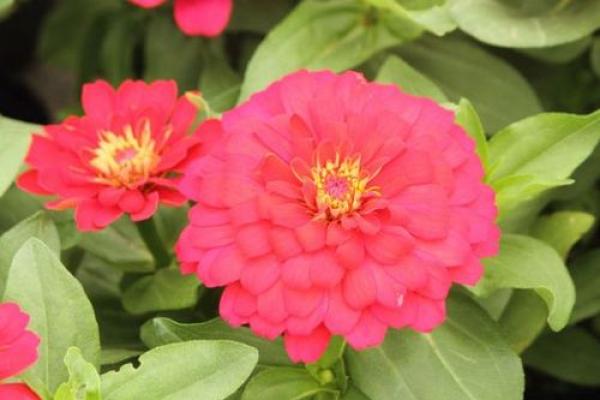 属牛男2017年：桃花朵朵开，爱情运势旺爆棚