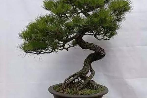 松树五行属性的深度分析