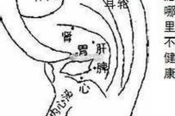 面相秘诀：水滴耳垂预示着哪些非凡运势？