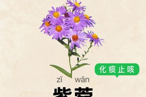 菀字在五行中的归属是什么