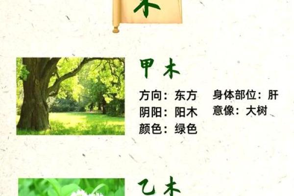探索五行木字的奥秘