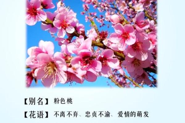 桃之夭夭，春风十里：三月的桃花节习俗探寻