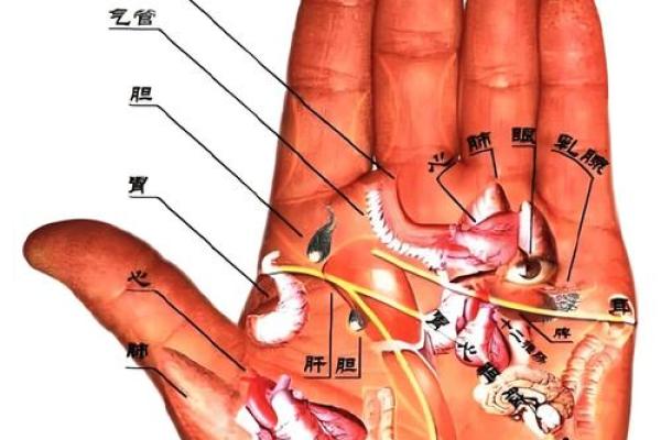 手相揭秘：揭秘命运的秘密之门