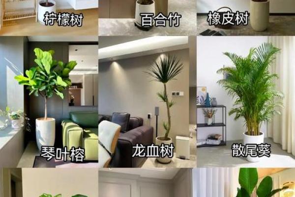 风水大师推荐：家居必备5大植物，提升家居气场