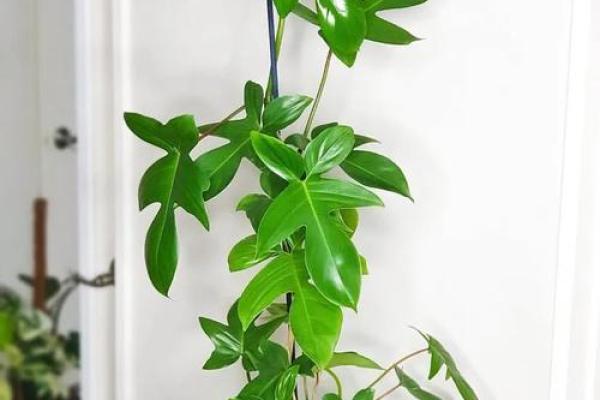 风水大师推荐：家居必备5大植物，提升家居气场