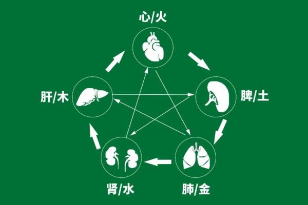 五行中卯木的特性和影响
