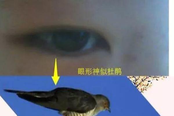 阴孔雀面相揭秘：运势逆转的秘密武器！