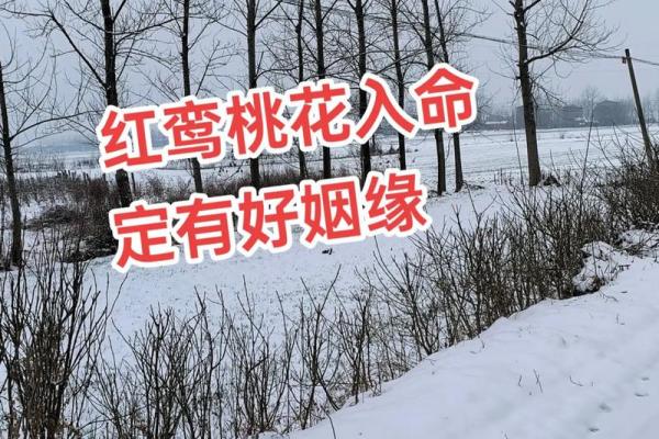 红鸾地支在八字中的重要性揭秘
