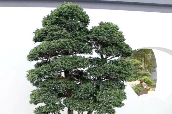 办公室风水秘籍：松树摆放助事业腾飞