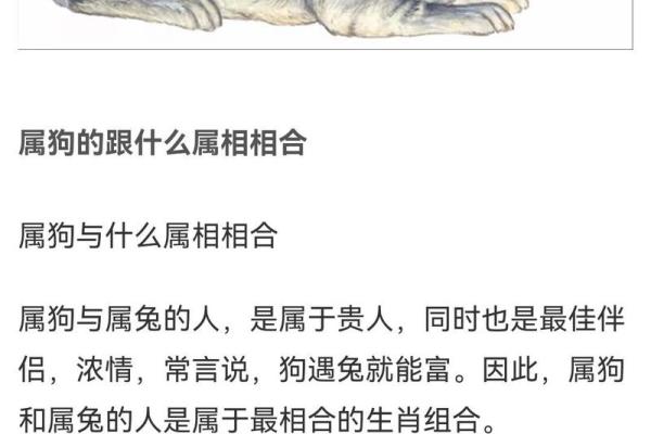 属狗人的感情与婚姻运势