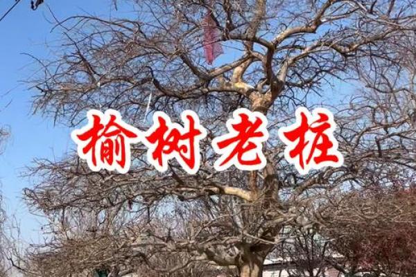 榆树如何利用风水辟邪化煞