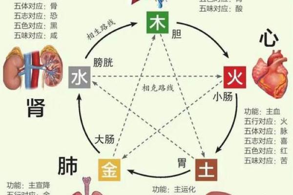 探索天干地支与五行之间的深层关系