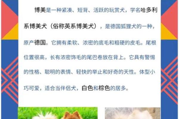 博美犬名字推荐大全，给你的爱宠取个独特名字
