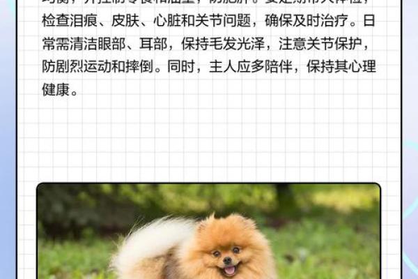 博美犬名字推荐大全，给你的爱宠取个独特名字