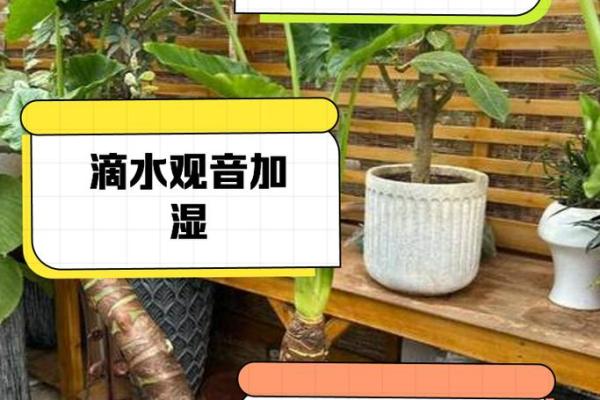 滴水观音办公室风水布局：助事业兴旺的秘密武器