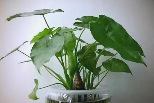 滴水观音办公室风水布局：助事业兴旺的秘密武器