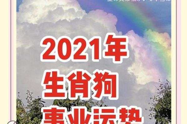 属狗运势预测与建议