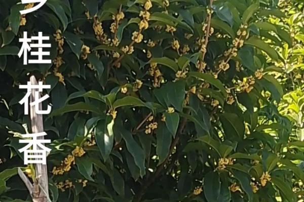 桂花香里说端午，五彩斑斓迎佳节