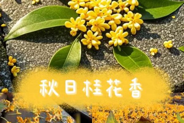 桂花香里说端午，五彩斑斓迎佳节