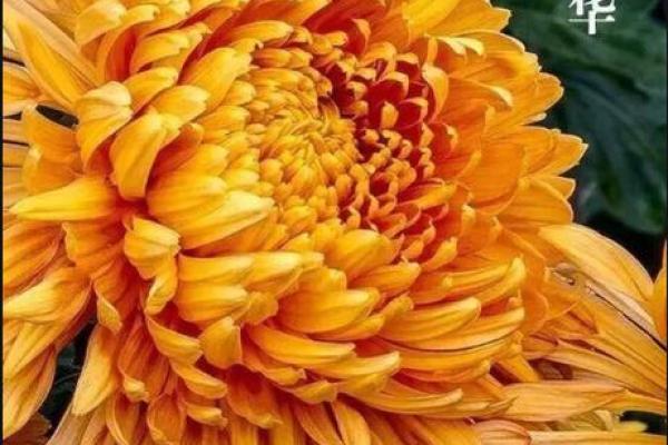 寒露至，菊花展映秋色浓
