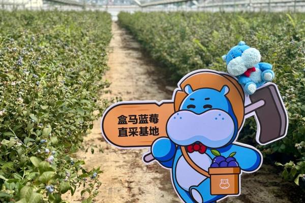 水果名称助力公司品牌塑造