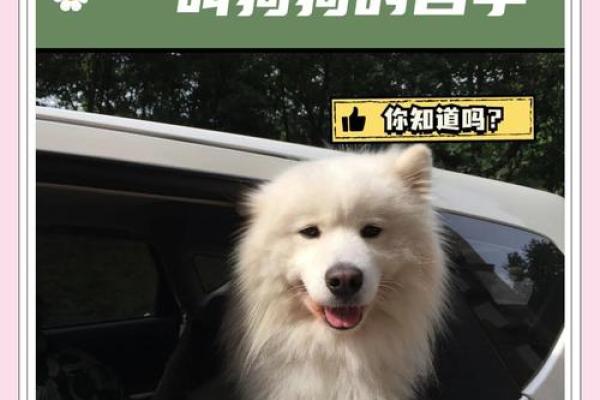 萌宠cp来袭！创意狗狗名字情侣组合曝兿