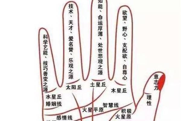 晚年运势揭秘：手相中的黄金法则