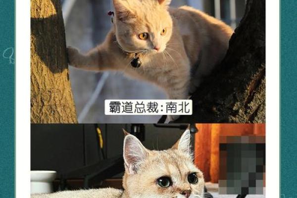 外国猫咪名字大全：为你的宠物挑选一个国际范儿的名字