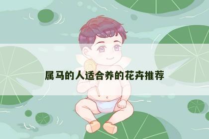 属马的人适合养的花卉推荐